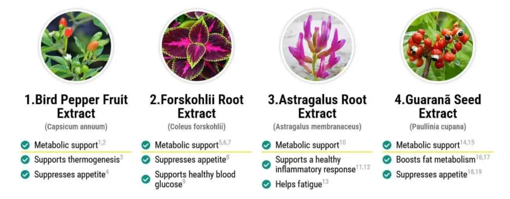wildburn ingredients2